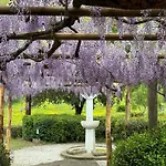 Olea
