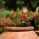 Vakantiehuis Olea SantʼEllero