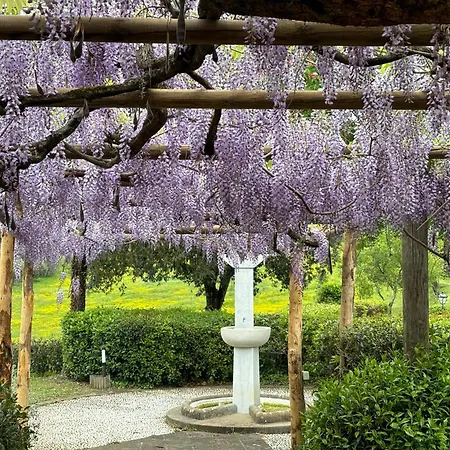 Olea